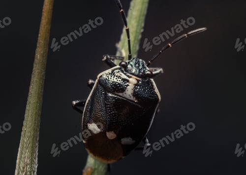 Preview: Macro shot of a black cabbage bug on a green plant