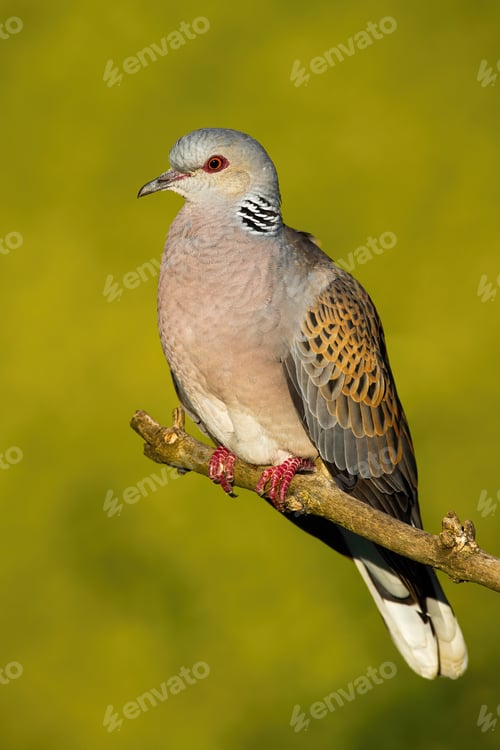 Preview: European turtle dove sitting on branch in summer nature