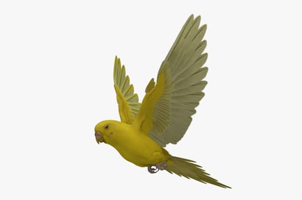 Preview: Bright Yellow Budgerigar Parakeet in Flight