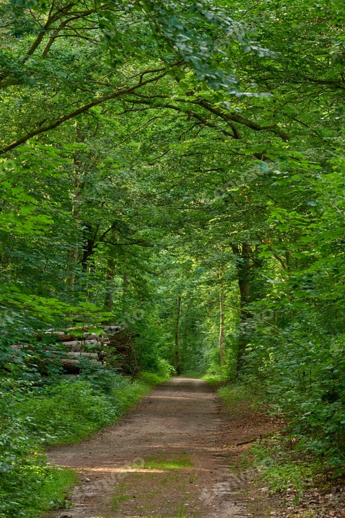 Preview: The forest in springtime