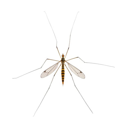 Preview: daddy long legs, mosquito, - nephrotoma scalaris