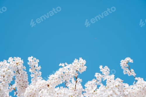 Preview: White and pink cherry apple blossoms on a sunny day