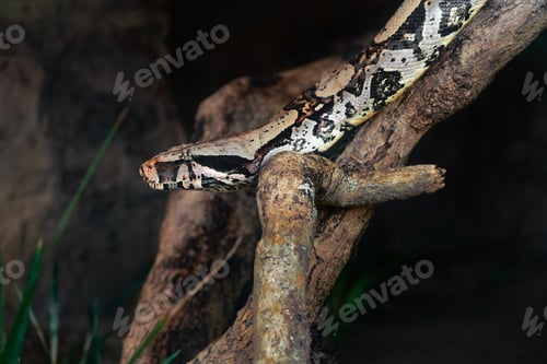 Preview: Red Tail Boa snake (Boa constrictor constrictor)