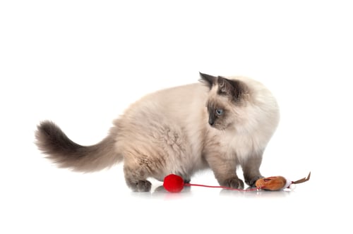Preview: siberian cat in studio