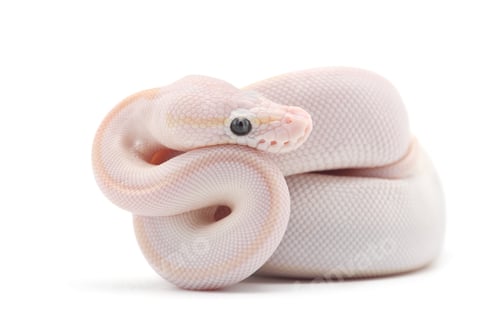 Preview: Snake Ball python isolated on white background