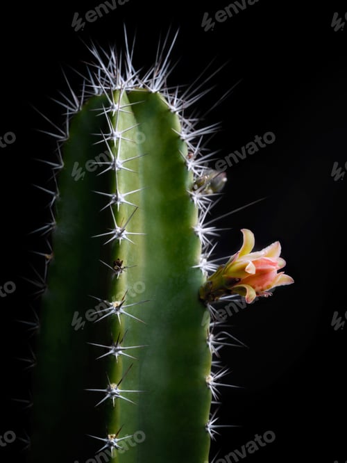 Preview: Cereus peruvianus cactus flower just before blossoming. Black background.