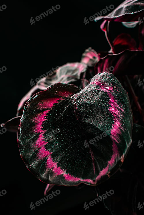 Preview: calathea decorative houseplant with pink leaves, isolated on black