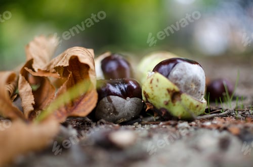 Preview: Close up chestnut opening in autumn with blurred background