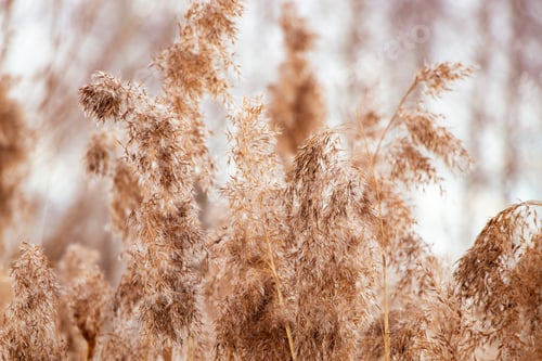 Preview: Pampas grass at sunset. Reed seeds in neutral colors on a light background.