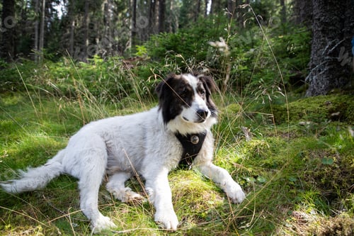 Preview: dog relaxing in pine forest