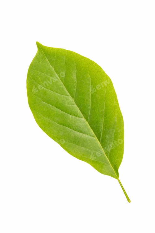 Preview: green leaf of magnolia