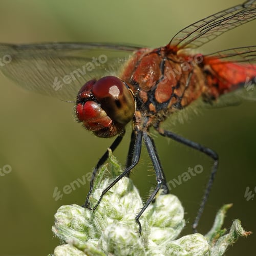 Preview: Ruddy darter (Sympetrum sanguineum)