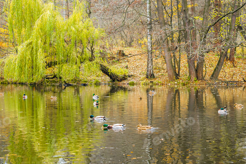 Preview: bright landscape golden multicolored autumn, fall.willow trees leaves going pond,river lake.nature