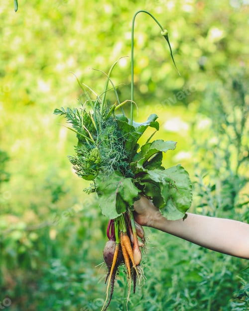 Preview: Harvest Vegetables (Beets, Carrots, Onions, Dill, Garlic And More). Top Food Background. Copy Space