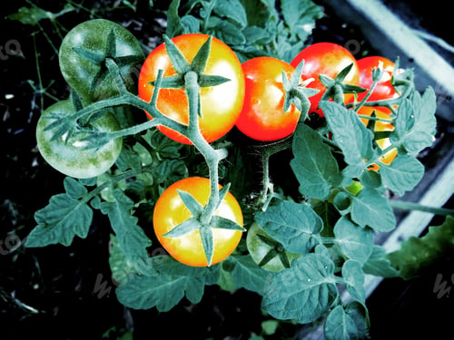 Preview: tomato plants in the garden, greenhouse