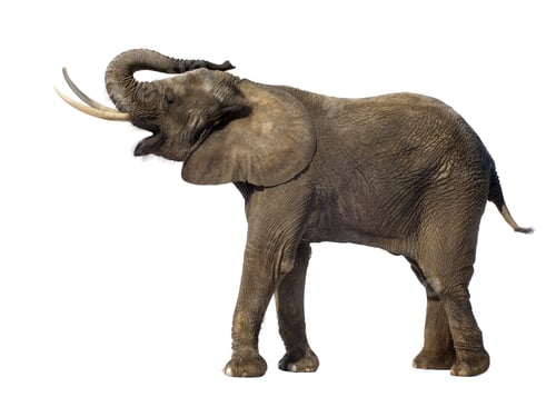 Preview: Elephant