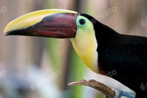 Preview: toucan, bird, colours, tropics