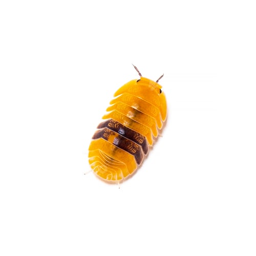 Preview: Woodlouse Amber ducky Cubaris specie, , isolated on white