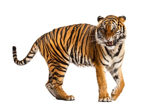 Preview: Tiger isolated