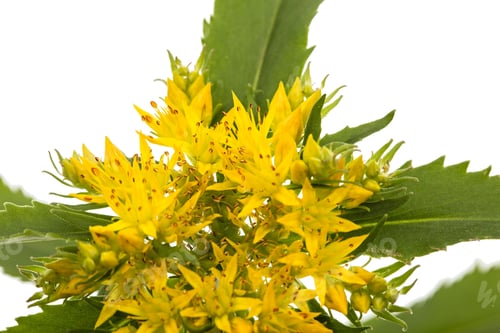 Preview: Flower of rhodiola rosea, isolated on white background