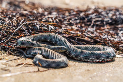 Preview: Beautiful water snake in natural habitat
