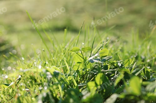 Preview: Dewy green grass on wild meadow, closeup view