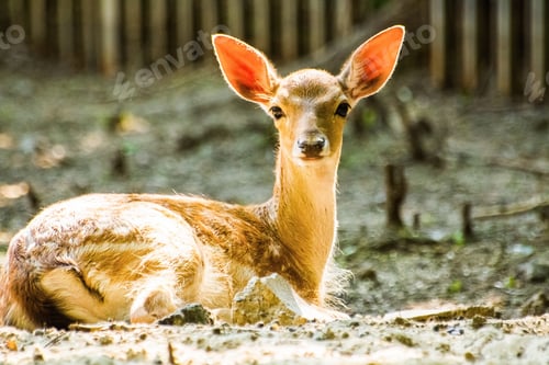 Preview: Deer. Young deer at the zoo.