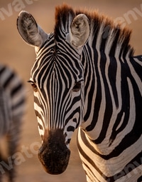 Preview: A Zebra in the Mara in Africa