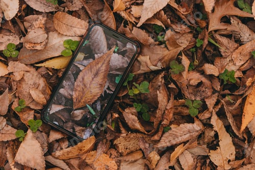 Preview: Top view of an image of leaves on a screen of a smartphone camouflaged on brown leaves on the ground