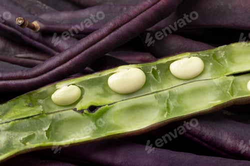 Preview: Fresh raw open purple bean, green inside, close up