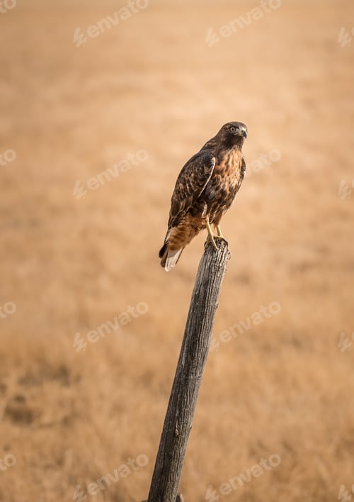 Preview: Hawk