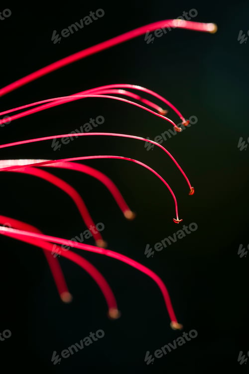 Preview: Detail of long stamens of Mimosa tree