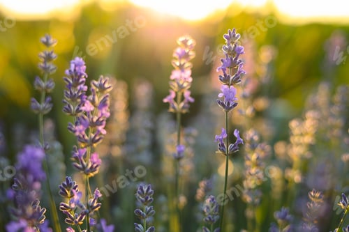 Preview: beautiful lavender field in sunset