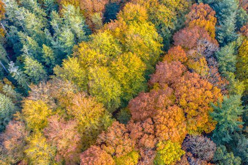 Preview: Aerial view of mixed autumn forest