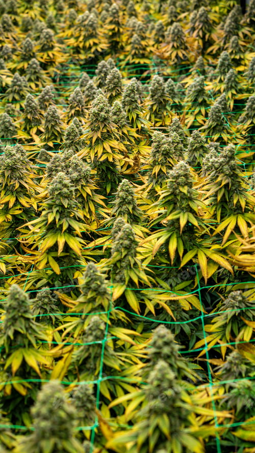 Preview: Flowers from an indoor cannabis grow