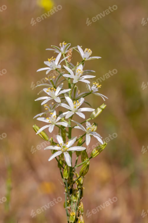 Preview: Ornithogalum pyramidale isolated flowers and plant