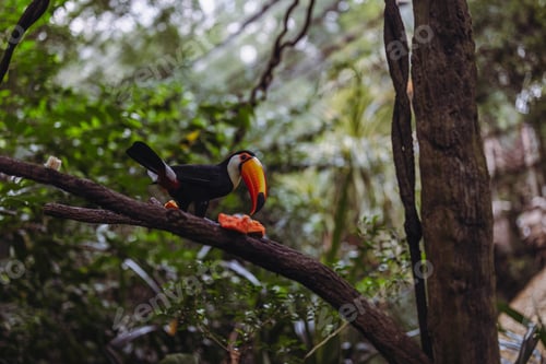 Preview: Colourful toucan bird in the jungle