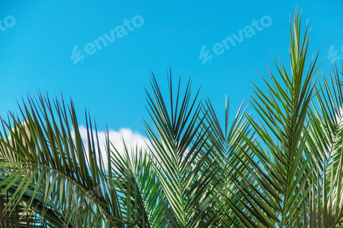 Preview: palm leaves against the sky. Selective focus.