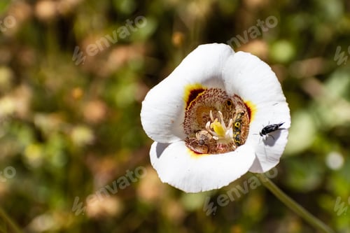 Preview: Butterfly Mariposa Lily flower
