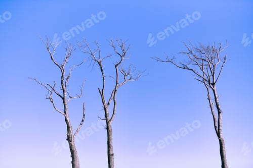Preview: Beautiful bare branches of dead trees against vibrant blue sky background, close up view