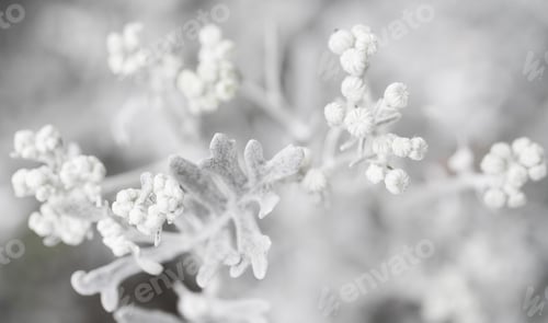 Preview: White Plant Silverdust