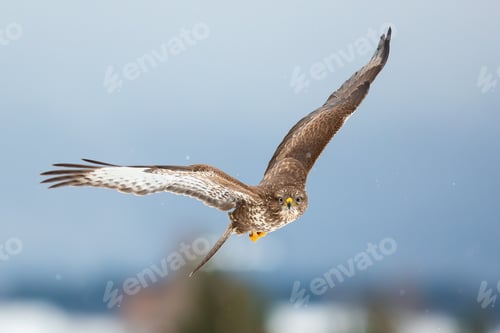 Preview: Common buzzard flying forward in winter nature