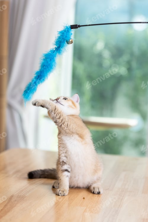 Preview: Cute kitten fluffy playing with feathers toy hold by owner.