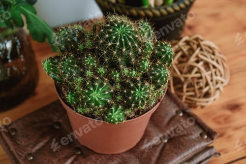 Preview: Potted Cactus Plant on a Textured Brown Surface