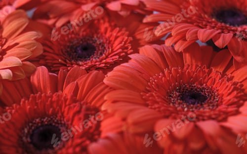 Preview: red gerbera daisy