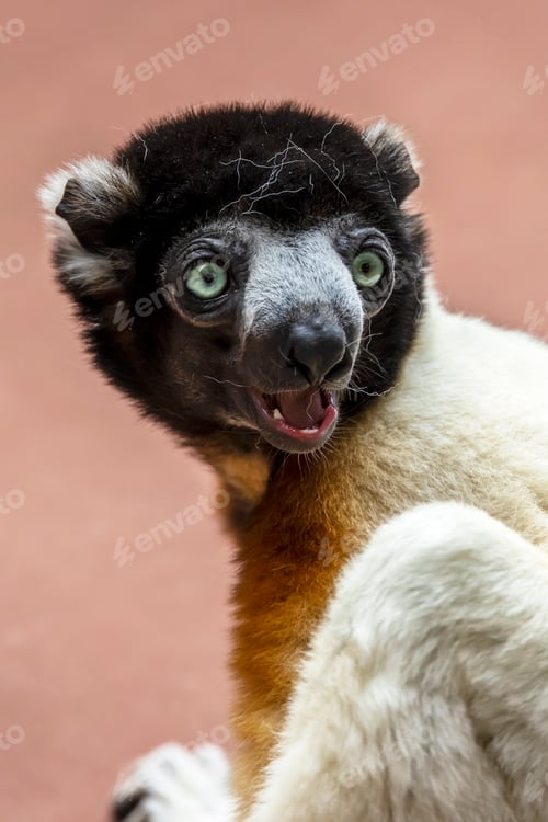Preview: portrait of a Crowned Sifaka Propithecus coronatus