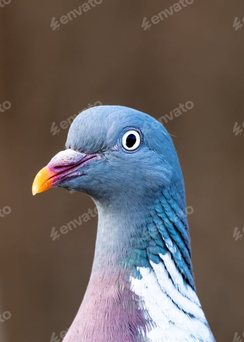 Preview: Vertical shot of a common woodpigeon in daylight on a blurred background