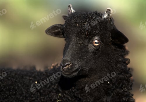 Preview: cute little black lamb portrait