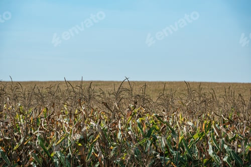 Preview: autumnal field with ripe sweet corn and blue sky