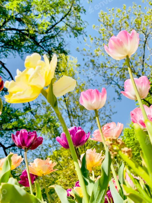 Preview: Tulip flowers blooming in the city park